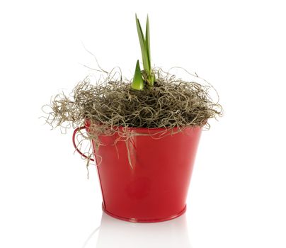 new coming amaryllis in red bucket