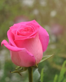 blossom pink rose