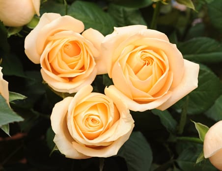 Wedding bunch of cream roses