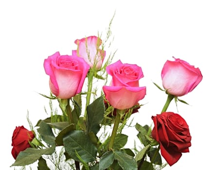 Pink roses on a white background 