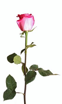 pink rose on a long stalk. on a white background