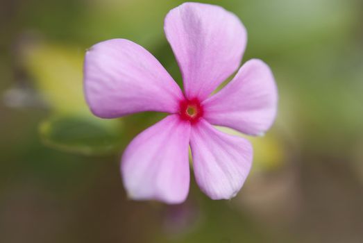 Little pink flower in the garden