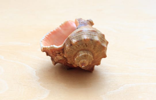 sea ​​shell on a background of wood