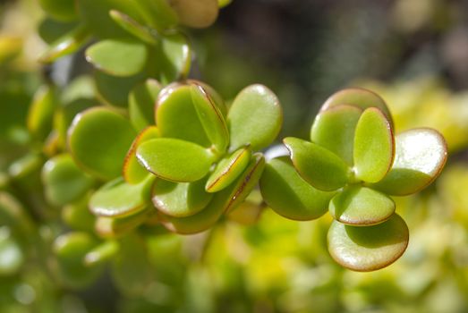 Succulent plants on the seaside in Fuerteventura, Spain