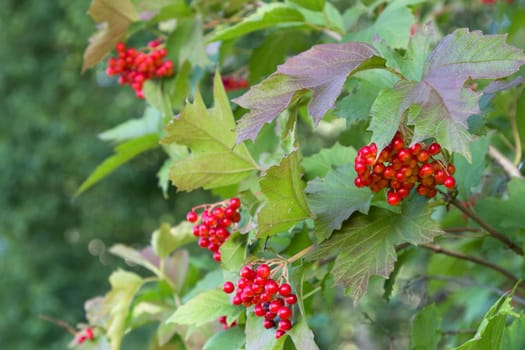 Bunches of red viburnum berries