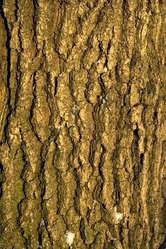 Old bark of tree texture detail