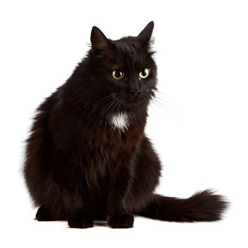 The black cat sits on a white background