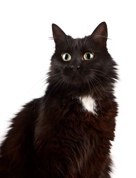 Portrait of a black cat on a white background