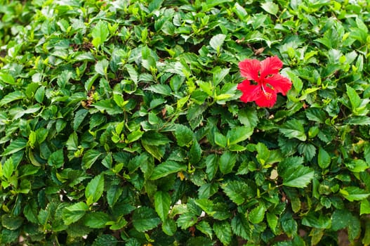 Red hibiscus flower on green leaves wall