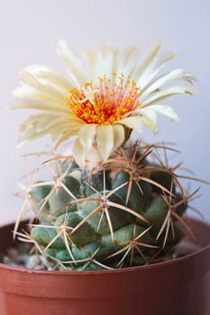 Cactus with  flower on light  background (Eckobaria).Image with shallow depth of field.