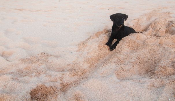 Small black puppy digging holes on a beach