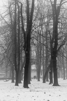 foggy winter landscape with snow