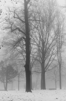 foggy winter landscape with snow