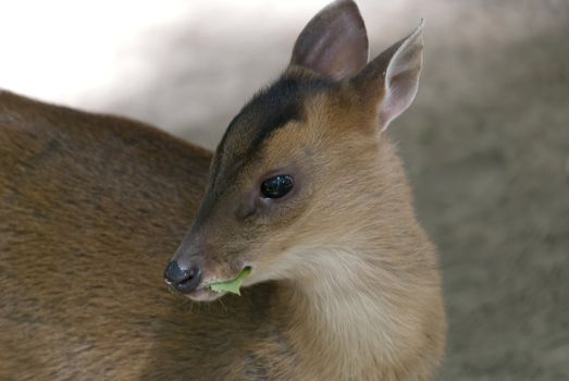 Little muntjak eating a green leaf