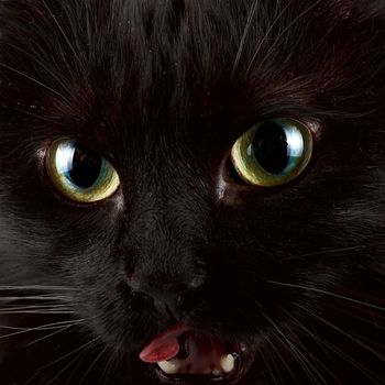 Green eyes of a black cat