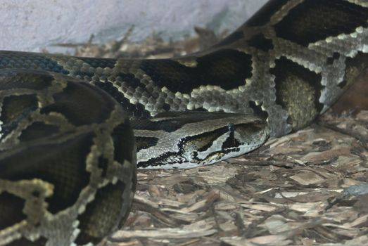 Anaconda, large snake found in tropical South America