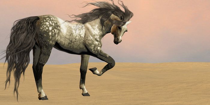 An Arabian horse prances in the middle of a desert.