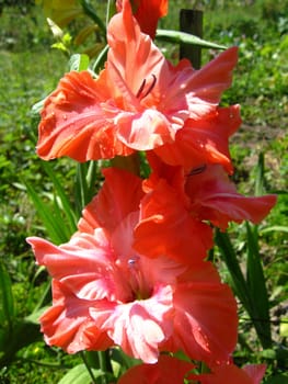 a beautiful and bright flower of red gladiolus