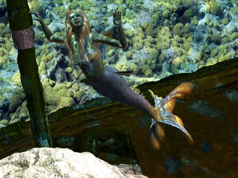 A beautiful mermaid swims near an old ship wreck on a ocean coral reef.