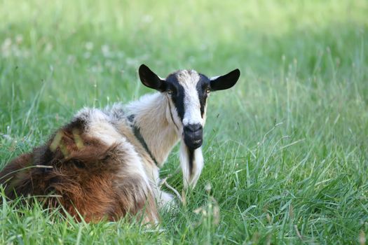 goat relaxing on pasture