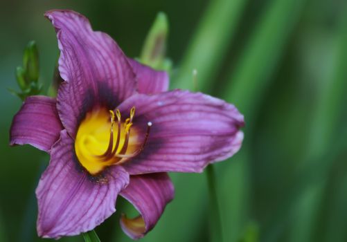 beautiful purple lilies in garden, close up