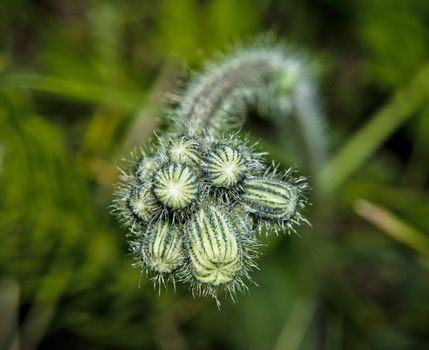 green buds of plants, bristling with needles