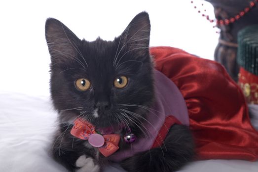 Horizontal Christmas themed image with a cute black kitten dressed up for the holiday.