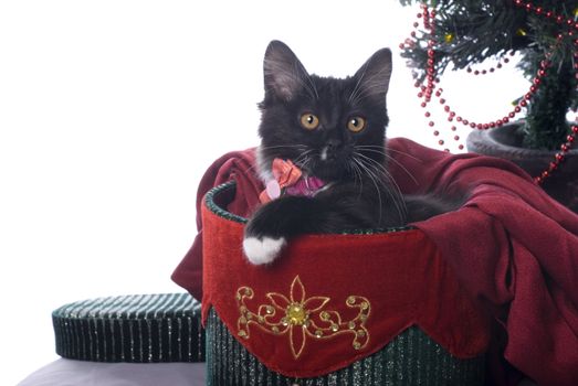 Horizontal image of a cute black kitten cuddled up in a red and green velvet Christmas gift box on a white background.