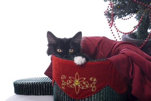 Horizontal image of a cute black kitten with a white pay, cuddled up in a red and green velvet Christmas box.