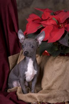 Vertical image of a six month old blue chihuahua puppy shot in studio on a holiday themed Christmas background.