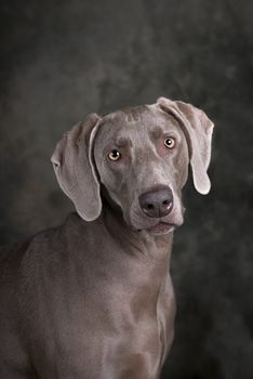 Vertical studio head and shoulders image of a beautiful Weimaraner dog on a dark toned green and gray background.