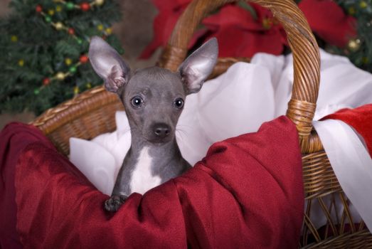 Horizontal image of a six month old blue Chihuahua puppy in a basket with Christmas tree and poinsettias in the background.