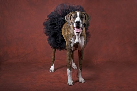 Horizontal image of a mixed boxer dog wearing a black tutu on a rust-orange background as a Halloween animal theme.