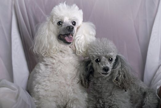 A horizontal close up portrait of a white miniature poodle and a gray toy poodle against a soft, white drape.