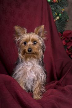 Vertical image of a six month old Yorkie at Christmas in a studio setting.