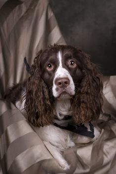 Vertical studio shot of a beautiful Springer Spaniel in greens, browns and gray tones.