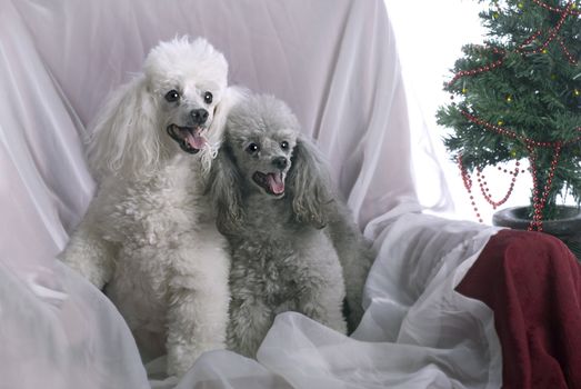 Horizontal image of a white poodle and a silver poodle in a high key studio setting with a Christmas theme.