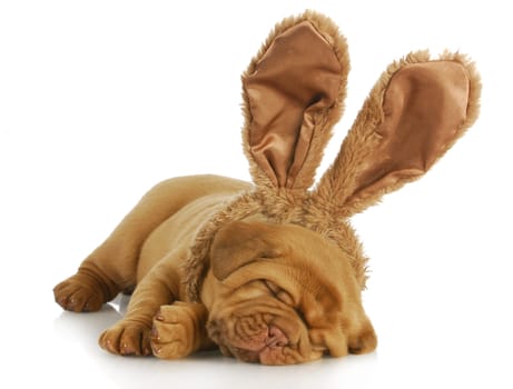 puppy wearing bunny ears - dog de bordeaux wearing easter bunny ears on white background - 4 weeks old