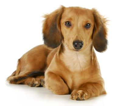 miniature dachshund - long haired weiner dog laying down looking at viewer isolated on white background
