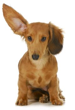 dog listening - miniature long haired dachshund with one ear up listening isolated on white background