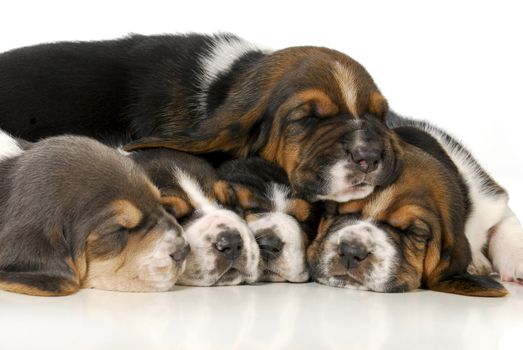 pile of puppies - litter of basset hound puppies - 3 weeks old 