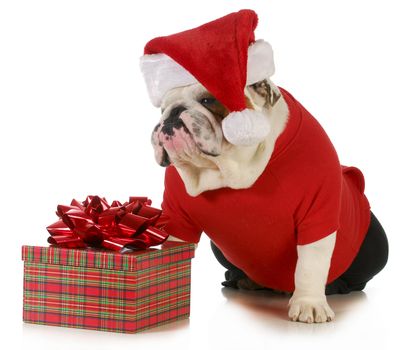 santa dog - english bulldog dressed like santa sitting beside christmas present