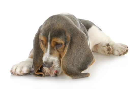 dog allergies - basset hound puppy licking foot with possible skin allergies