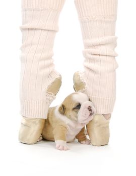 dancing puppy - english bulldog puppy sitting between feet of ballerina on toes