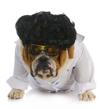 veterinary care - english bulldog doctor on white background