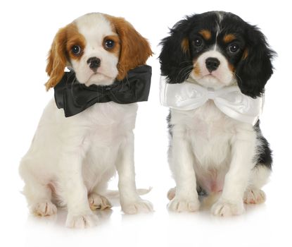 two cute puppies - cavalier king charles spaniel puppies wearing bowties sitting on white background