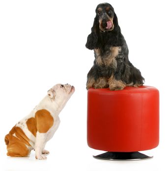 two dogs playing - english bulldog puppy being teased by english cocker spaniel sitting on red stool isolated on white background