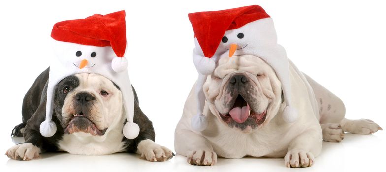 santa dog - two dogs dressed up with cute santa hats on white background