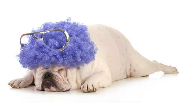 dog clown - bulldog dressed up like a clown with purple wig