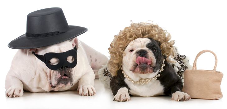 funny dog couple - english bulldogs dressed up in funny man and woman costumes isolated on white background